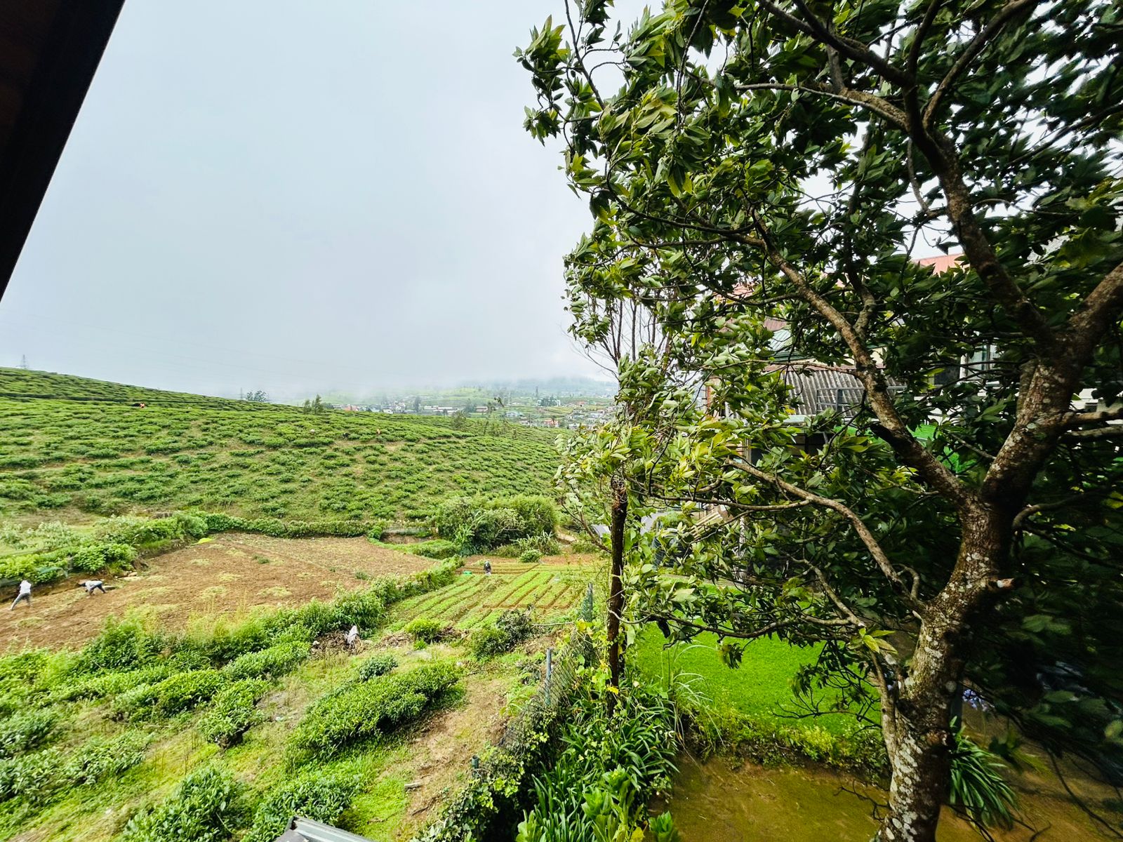 Tea estate view